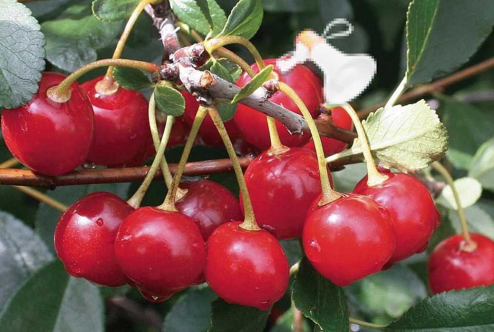 Сорта вишни для урала и сибири: описание и фото. ранние и среднеспелые
