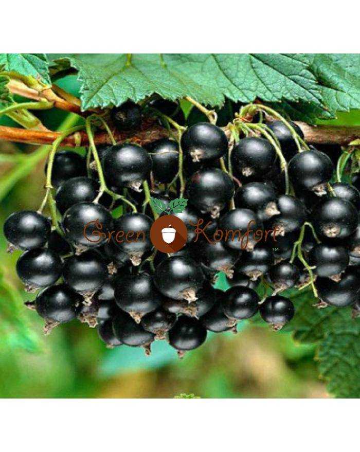 42 сорта черной смородины, устойчивые к почковому клещу и мучнистой росе, к болезням и вредителям