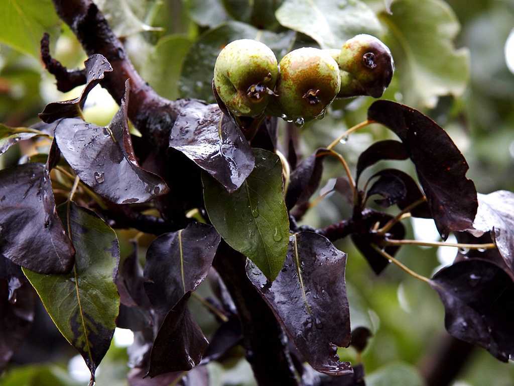 Грибковые болезни вишни: симптомы, профилактика, лечение | садоводство и огородничество