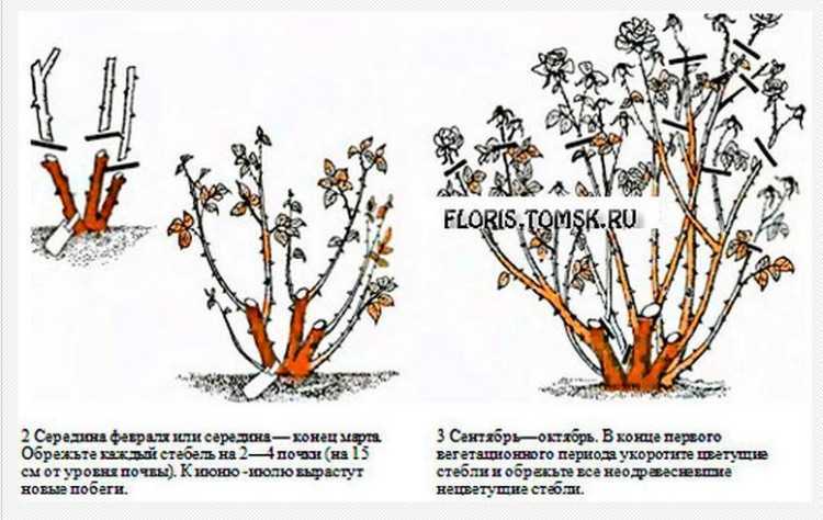Черёмуха виргинская: описание, сорта, посадка и уход