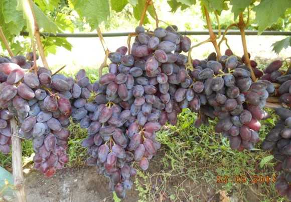 Особенности винограда байконур
