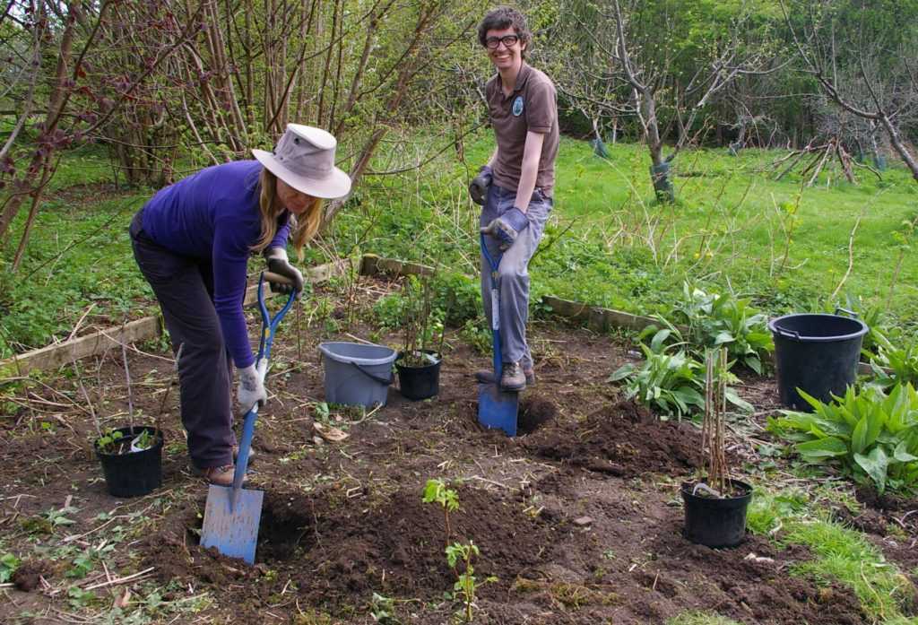 Состав почвы для садовой голубики и как приготовить грунт своими руками