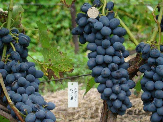 Виноград чарли: фото, описание сорта