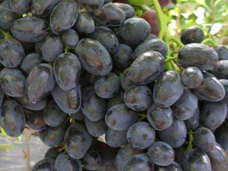 Сорт винограда забава фото и описание