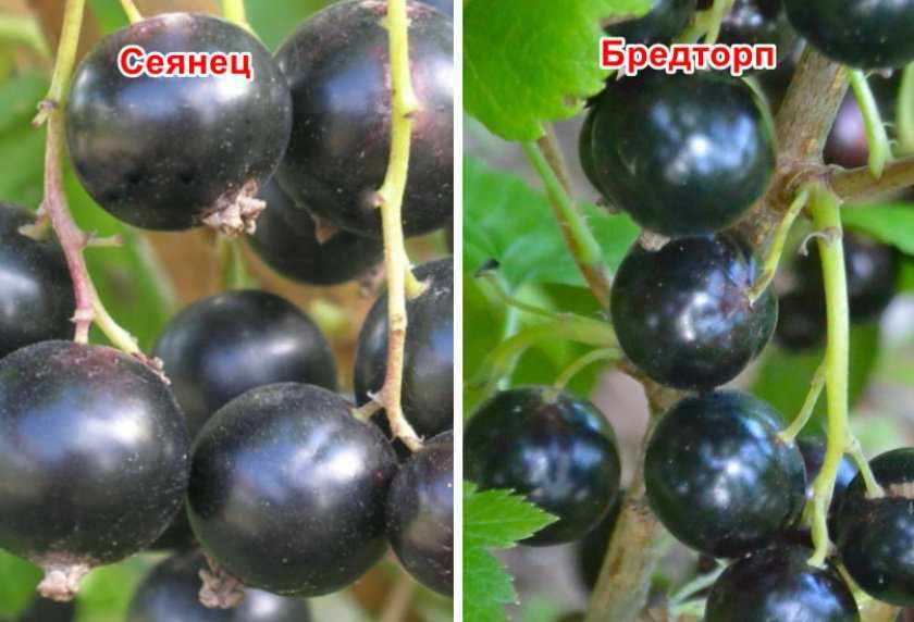 Смородина пигмей: описание сорта черной, отзывы садоводов