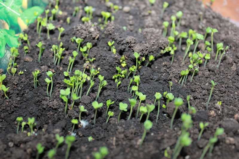 Руккола на подоконнике: как вырастить из семян, посадка и уход в домашних условиях