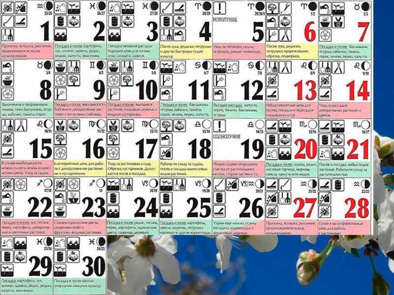 Лунный календарь цветовода на апрель 2021 для комнатных растений