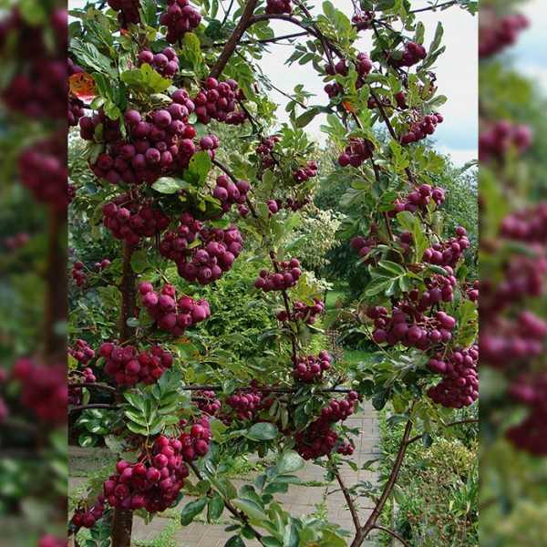 Рябина рубиновая — описание сорта, фото, отзывы садоводов