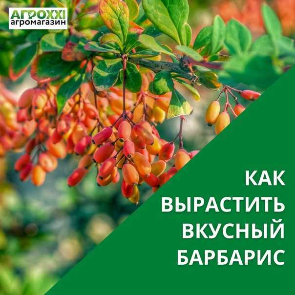 Барбарис: лучшие виды и сорта, каталог с описанием и фото на supersadovnik.ru