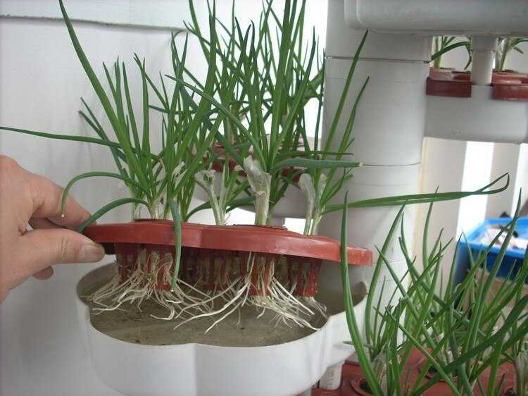 Как посадить укроп из семян на подоконнике: земля для укропа, особенности ухода в домашних условиях