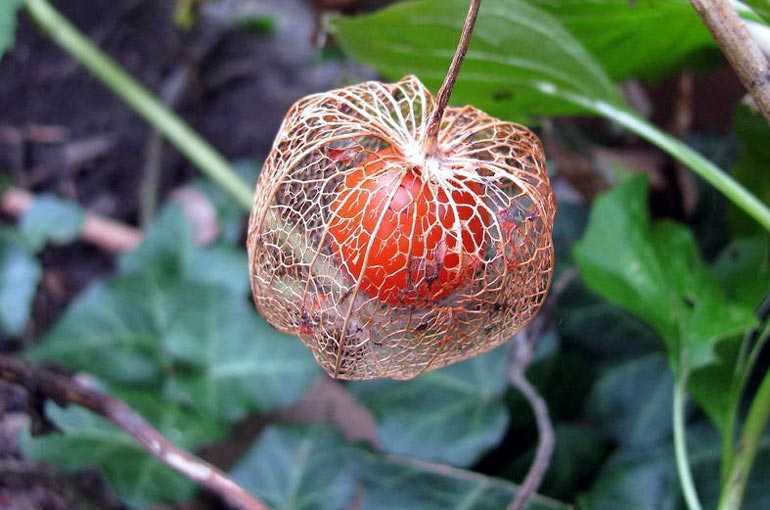 Физалис (ананасовый, земляничный, на рассаду): выращивание и уход, что это такое, как растет?