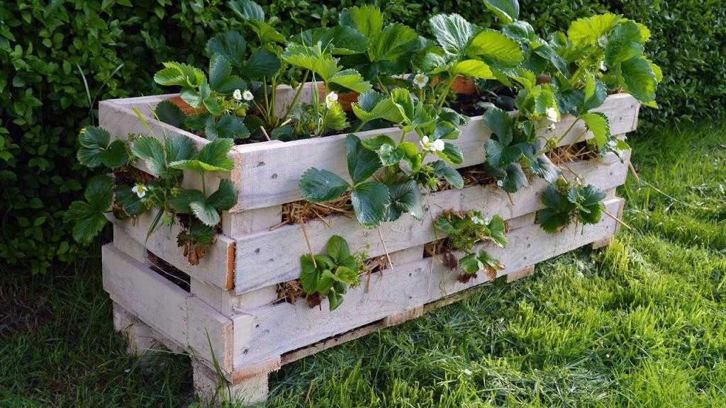 Как сохранить землянику выращиваемую в ящиках зимой - сад и огород