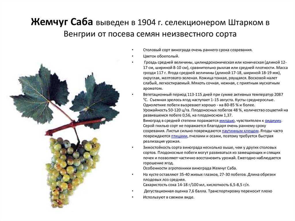 Виноград сорта долгожданный: описание, посадочные особенности и уход за ним