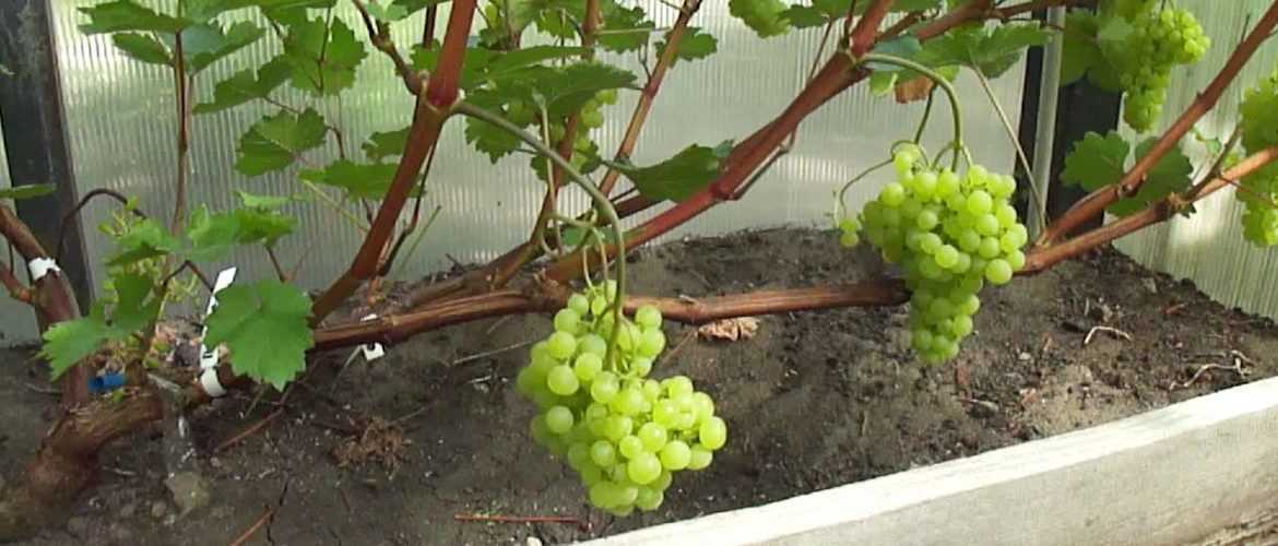 Новейший гибридный крупноплодный суперранний сорт винограда Сенсация: описание, фото, видео, отзывы садоводов. Особенности выращивания: посадка, размножение, обрезка.