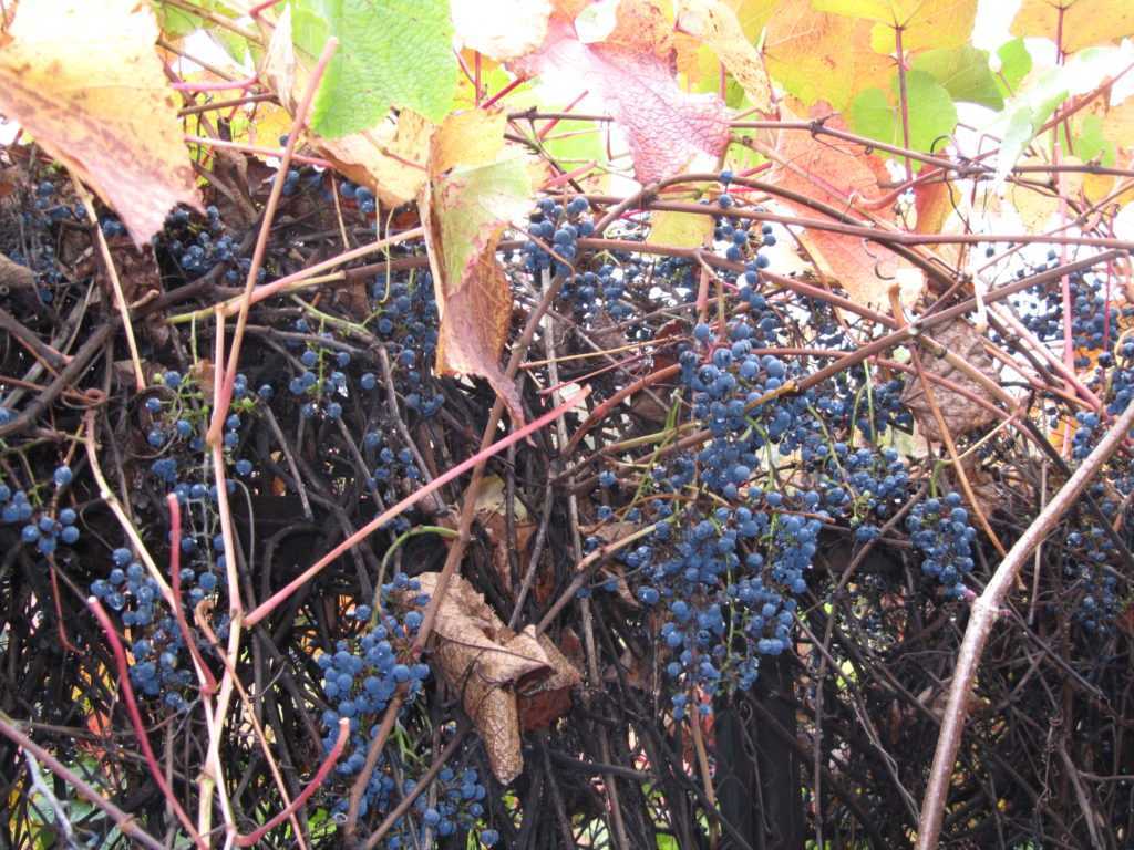 Виноград амурский: посадка, уход, целебные свойства, описание, отзывы