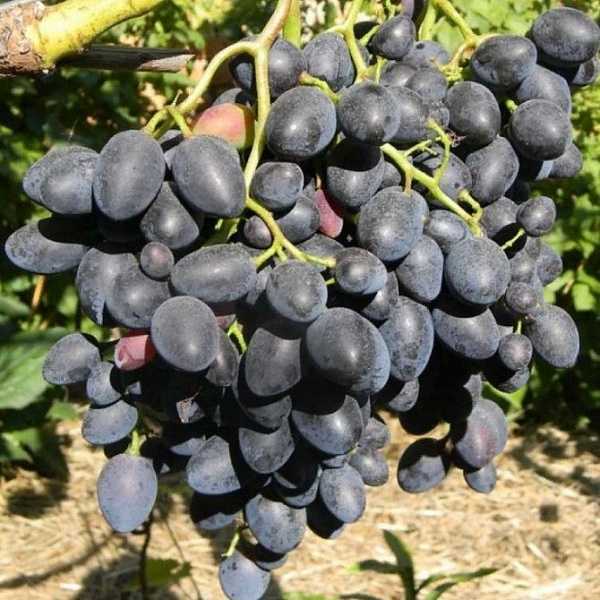 Сорт винограда надежда азос: описание, фото