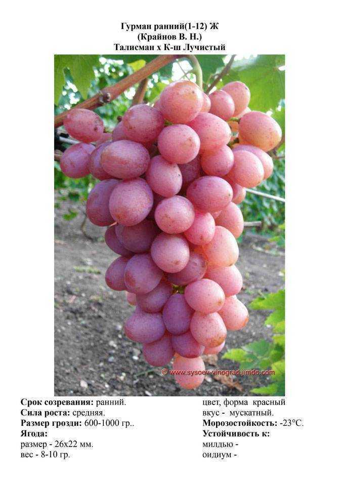 Высокоурожайный виноград «гурман»: описание и разновидности гибрида. тонкости посадки винограда «гурман» и уход за сортом - автор екатерина данилова