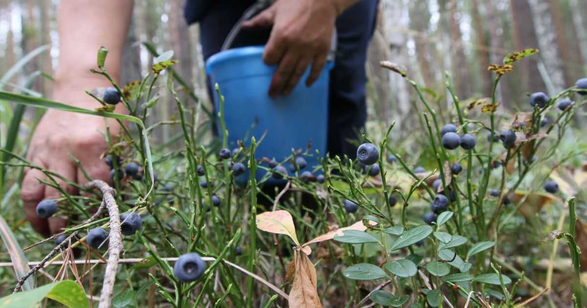 Когда собирать землянику в лесу: время созревания, полезные свойства