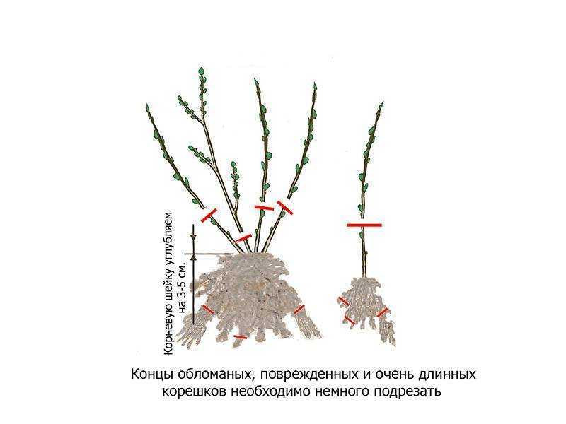 Размножение ежевики черенками: особенности процедуры в зависимости от сорта культуры. Как правильно заготовить и посадить корневые, зеленые, одревесневшие экземпляры.