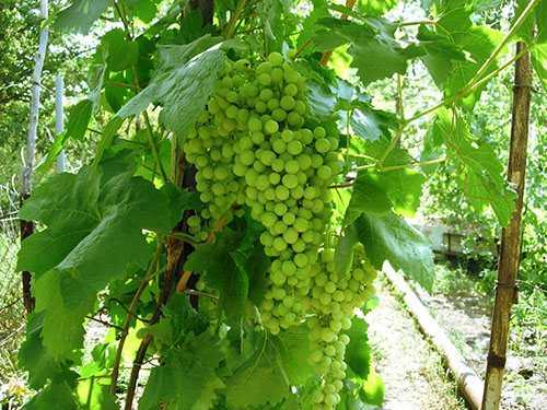 Сорт винограда алешенькин: описание, выращивание и уход
