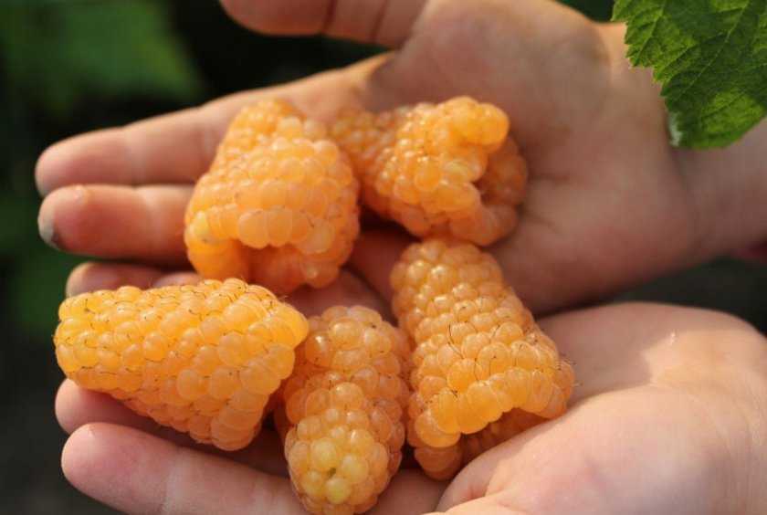 Сорт малины оранжевое чудо: какие нюансы нужно учитывать при посадке и уходе за растением