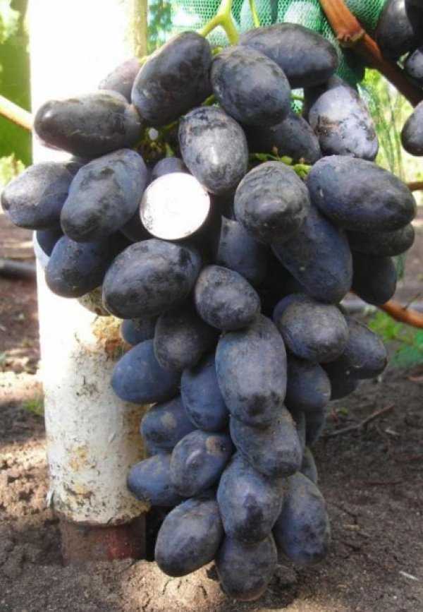Сорт винограда «фурор»