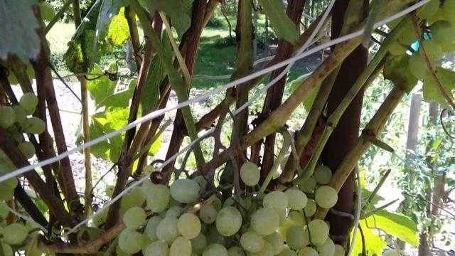 Сорт винограда алешенькин: описание, фото
