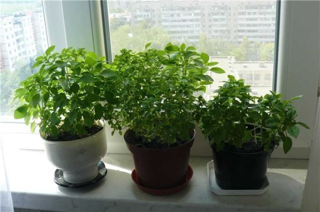 Базилик: выращивание из семян на подоконнике или балконе (с фото)
базилик: выращивание из семян на подоконнике или балконе (с фото)