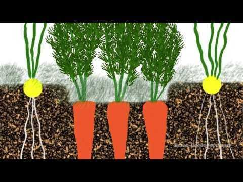 Сельдерей: посадка и уход в открытом грунте, выращивание из семян