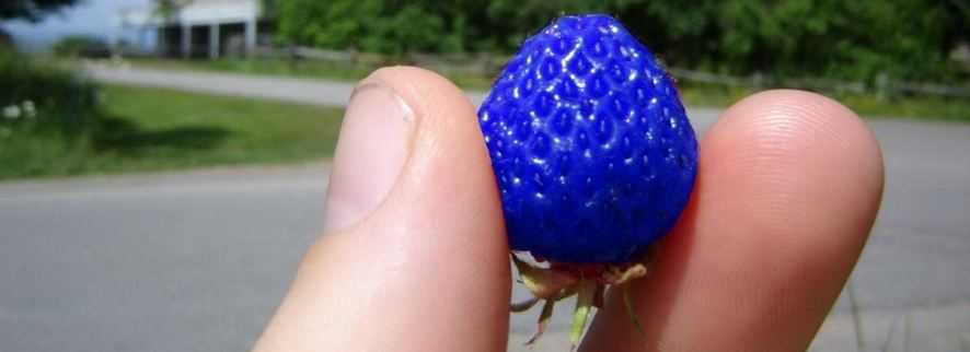 Голубая (синяя) клубника: фото, отзывы, что это, бывает ли, миф или реальность, как получить