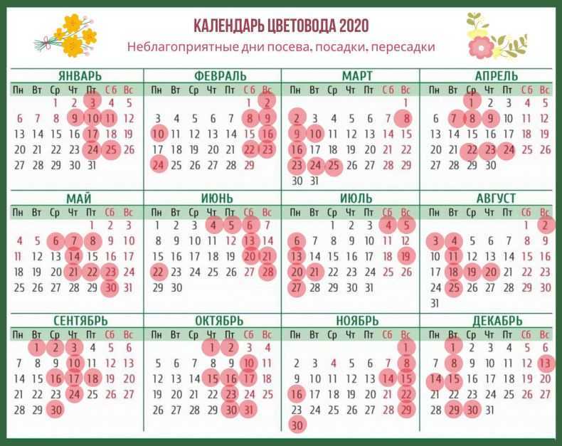 Лунный календарь для комнатных растений на август 2020 года
