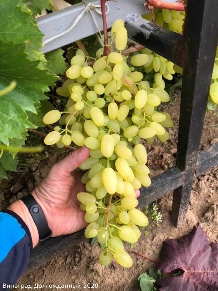 Подробное описание сорта винограда кишмиш 342