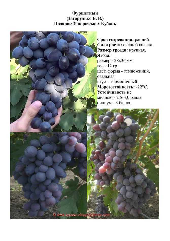 Виноград фуршетный: характеристика и описание сорта, выращивание и уход