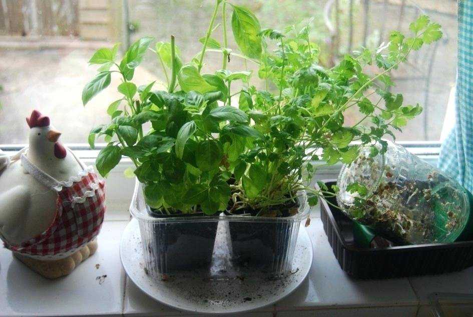 Выращивание салата дома на подоконнике
