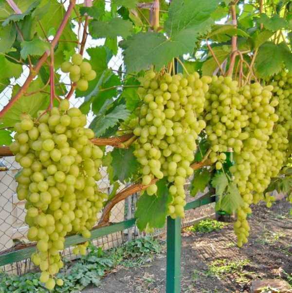 Сорт винограда алешенькин: описание, выращивание и уход