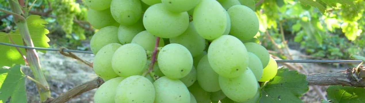 Виноград «кубань»: описание, фото, характеристика и выращивание сорта