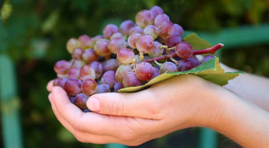 Виноград сенсация: описание сорта, фото, отзывы