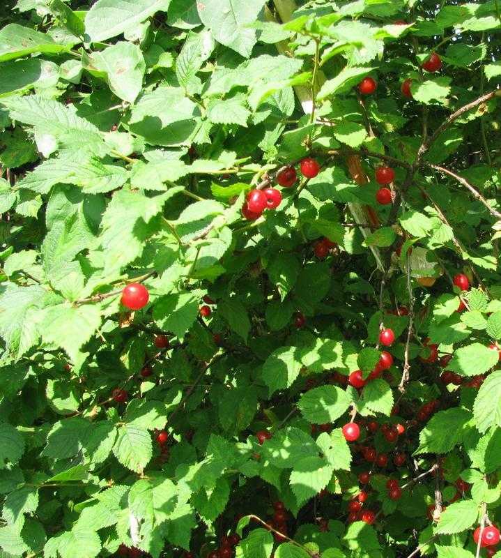 Войлочные вишни: популярные сорта, особенности посадки, ухода, обрезки и размножения с фото и видео