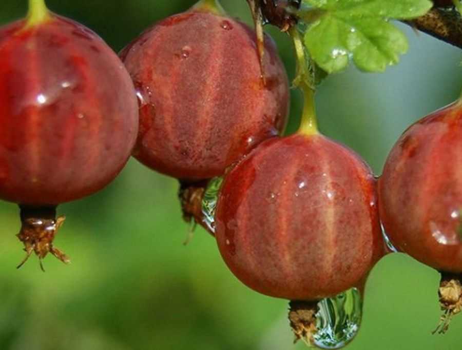 Крыжовник «краснославянский»: описание сорта, урожайность, фото