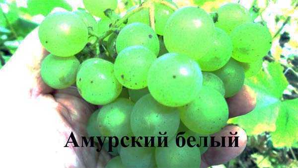 Самое главное о сортах винограда амурский