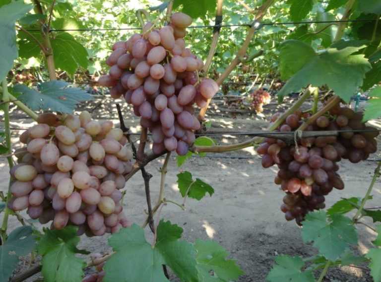 Виноград "румба": описание сорта, фото, отзывы