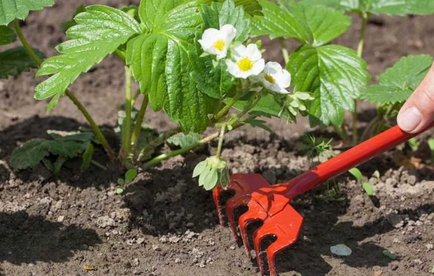 Уход за клубникой весной: советы бывалых садоводов