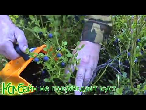 Экология брусники. как выращивать бруснику