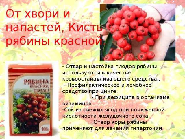 Ирга ягода: полезные свойства, противопоказания, польза и вред