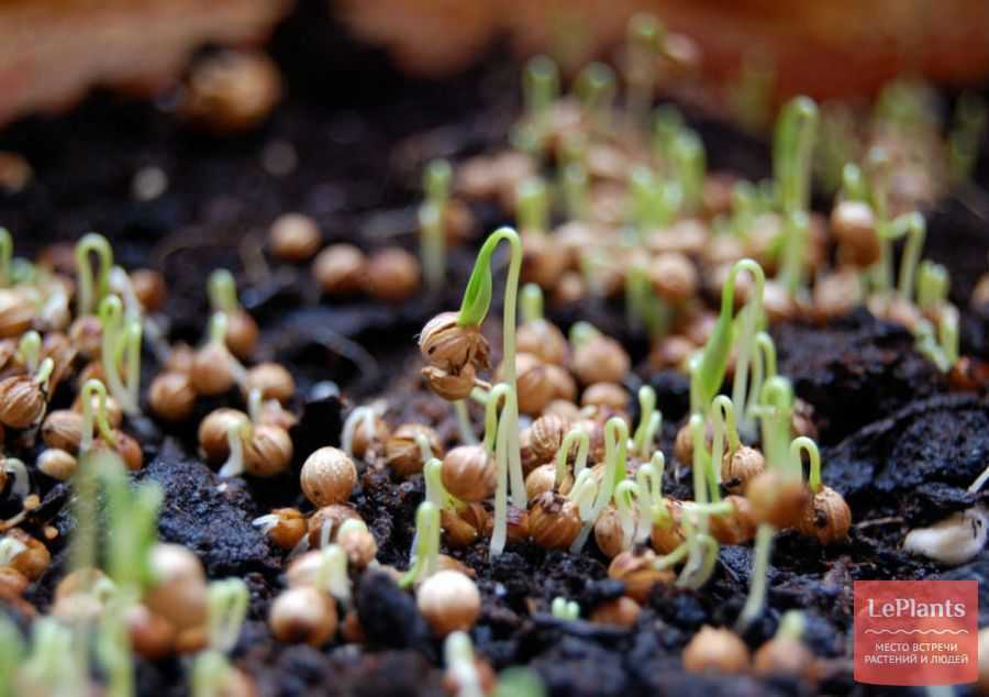 Кориандр: посадка и уход в открытом грунте, выращивание из семян, полезные свойства