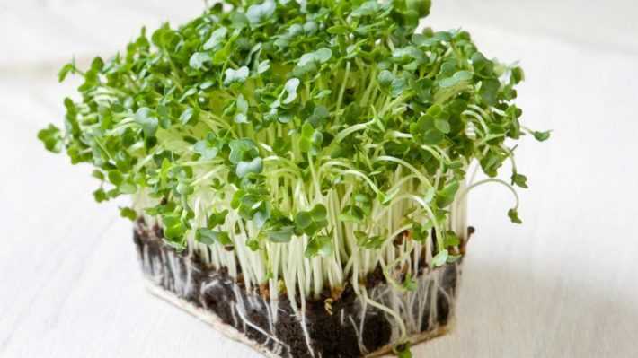 Кресс-салат: выращивание на подоконнике