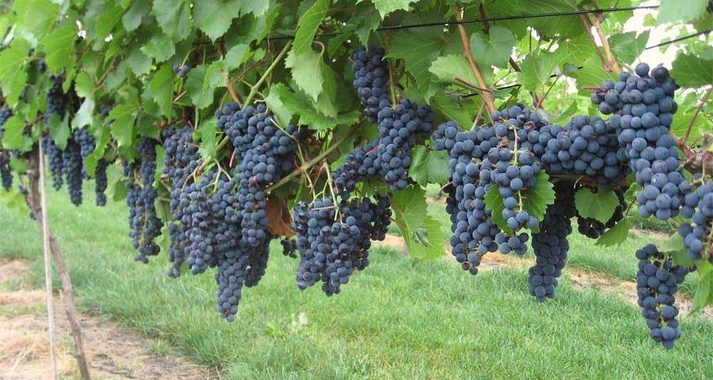 Виноград кристалл: общее описание и особенности выращивания