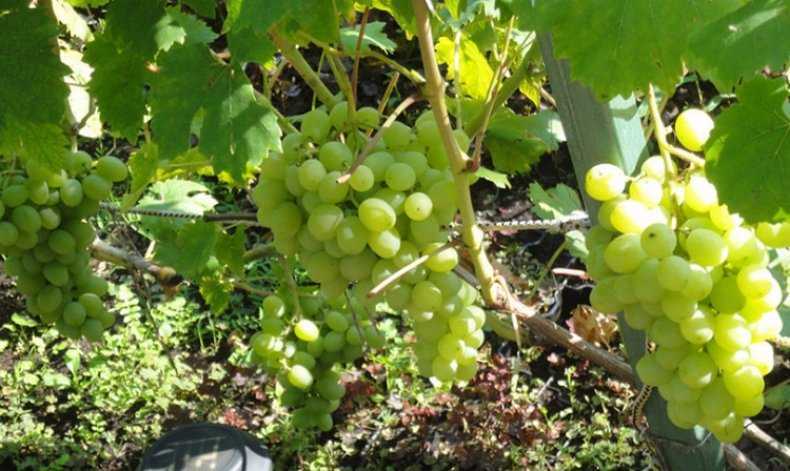 Виноград элегант: описание сверхраннего сорта, правила посадки и ухода, размножение