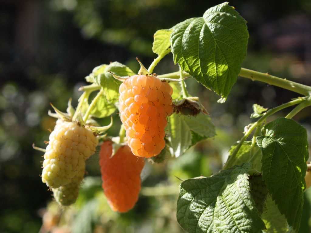 Сорт малины оранжевое чудо: описание и отзывы