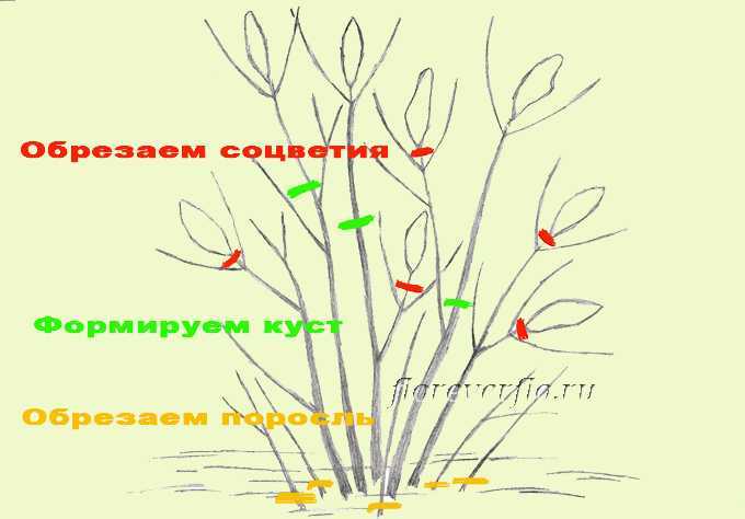 Сорта виргинской черемухи: описание и посадка